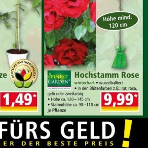 Rose bei Norma