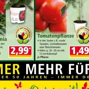 Tomaten bei Norma