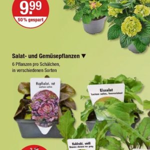 Pflanzen bei V-Markt