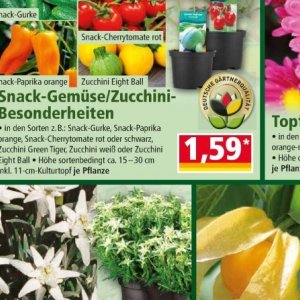 Zucchini bei Norma