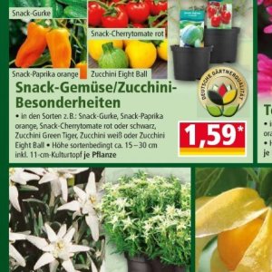 Zucchini bei Norma