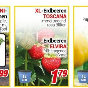 Erdbeeren bei Centershop
