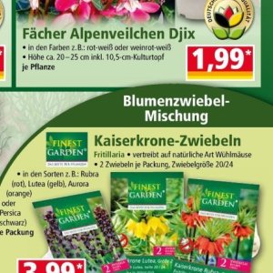 Zwiebeln bei Norma