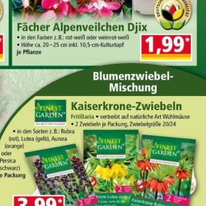Zwiebeln bei Norma