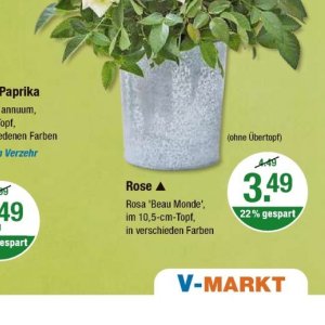 Rose bei V-Markt