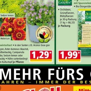 Gras bei Norma