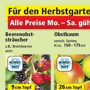 Brombeeren bei Thomas Philipps