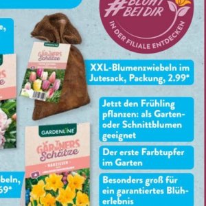 Pflanzen bei Aldi SÜD