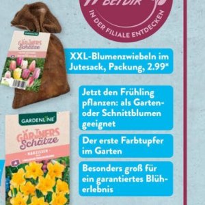 Schnittblumen bei Aldi SÜD