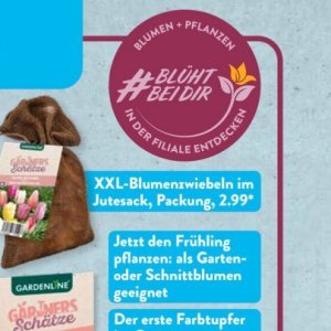 Pflanzen bei Aldi SÜD
