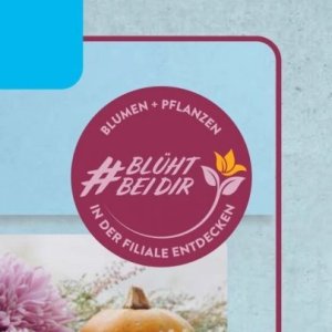 Pflanzen bei Aldi SÜD