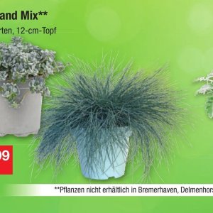Pflanzen bei Zimmermann