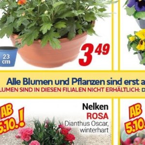 Pflanzen bei Centershop