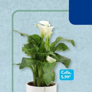 Pflanzen bei Aldi SÜD