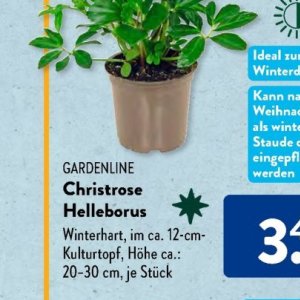 Gartengarnituren bei Aldi SÜD