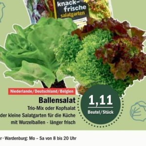 Kopfsalat bei Aktiv Irma