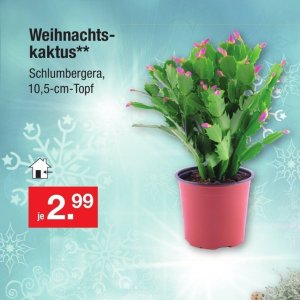 Kaktus bei Zimmermann