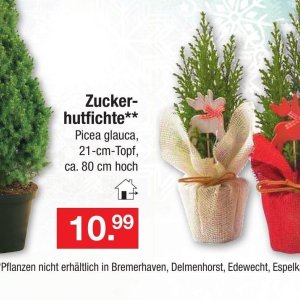 Zucker bei Zimmermann
