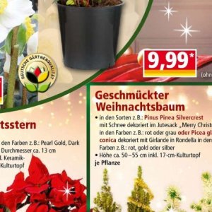 Weihnachtsbaum bei Norma