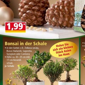 Bonsai bei Norma