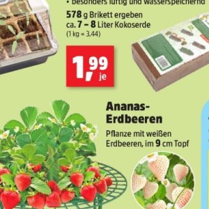 Erdbeeren bei Thomas Philipps