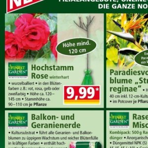 Rose bei Norma