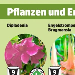Pflanzen bei Thomas Philipps