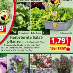 Grüner Salat bei Norma