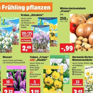 Pflanzen bei Thomas Philipps