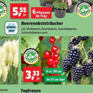 Himbeeren bei Thomas Philipps