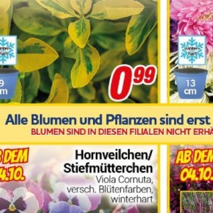 Pflanzen bei Centershop