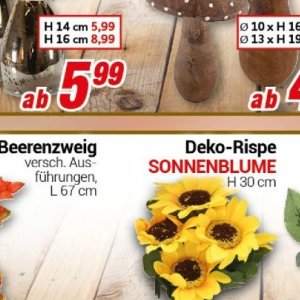 Sonnenblume bei Centershop