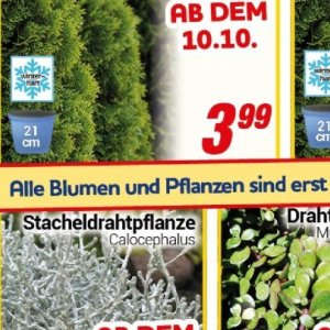 Pflanzen bei Centershop