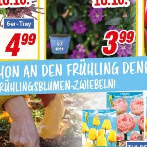 Zwiebeln bei Centershop