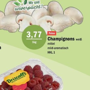 Champignons bei Aktiv Irma