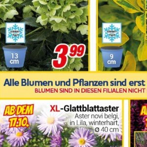 Pflanzen bei Centershop