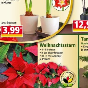 Weihnachtsstern bei Norma