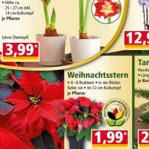 Weihnachtsstern bei Norma