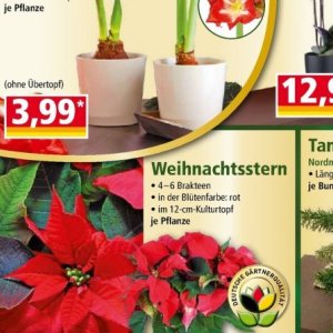 Weihnachtsstern bei Norma