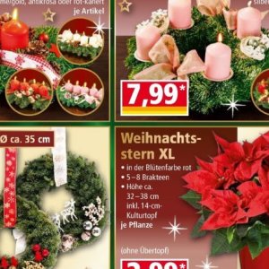 Weihnachtsstern bei Norma