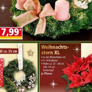 Weihnachtsstern bei Norma