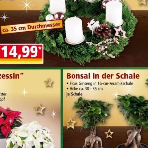 Bonsai bei Norma