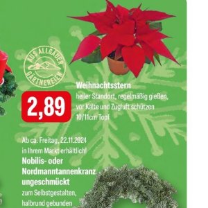 Weihnachtsstern bei Feneberg