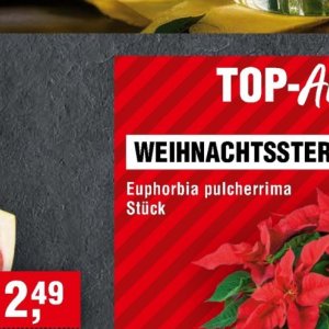 Weihnachtsstern bei Handelshof