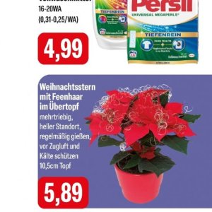 Weihnachtsstern bei Feneberg