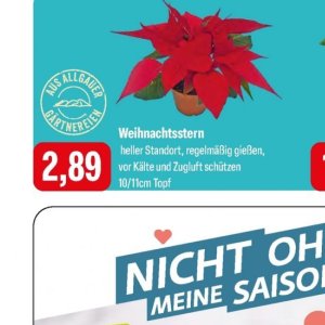 Weihnachtsstern bei Feneberg