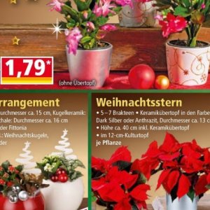 Weihnachtsstern bei Norma