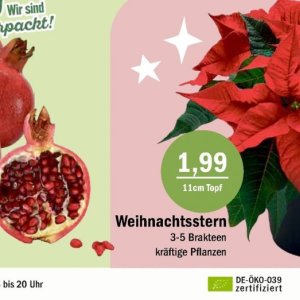 Weihnachtsstern bei Aktiv Irma