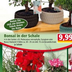 Bonsai bei Norma