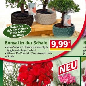 Bonsai bei Norma